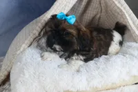 JOEY, a male Shih Tzu for sale in Baltic, OH – Photo 6 of 10