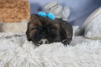 JOEY, a male Shih Tzu for sale in Baltic, OH – Photo 2 of 10