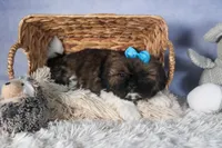 JOEY, a male Shih Tzu for sale in Baltic, OH – Photo 9 of 10