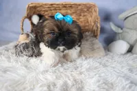 JOEY, a male Shih Tzu for sale in Baltic, OH – Photo 1 of 10