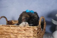 JOEY, a male Shih Tzu for sale in Baltic, OH – Photo 8 of 10