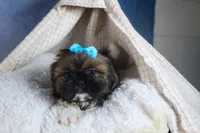 JOEY, a male Shih Tzu for sale in Baltic, OH – Photo 4 of 10