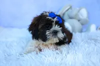 RANDY, a male Shih Tzu for sale in Baltic, OH – 7 of 9