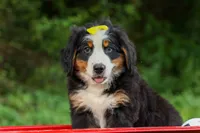 SAMSON, a male Bernese Mountain Dog for sale in Baltic, OH – 7 of 10