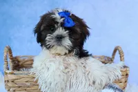 RANDY, a male Shih Tzu for sale in Baltic, OH – 4 of 9