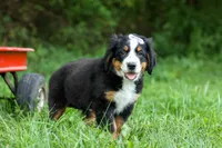 SOPHIE, a female Bernese Mountain Dog for sale in Baltic, OH – 9 of 10