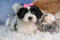 ELLIE, a female Havapoo for sale in Baltic, OH – Photo 1 of 10