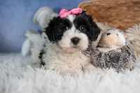 ELLIE, a female Havapoo for sale in Baltic, OH – Photo 8 of 10