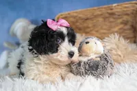 ELLIE, a female Havapoo for sale in Baltic, OH – Photo 9 of 10