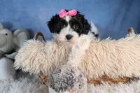 ELLIE, a female Havapoo for sale in Baltic, OH – Photo 6 of 10