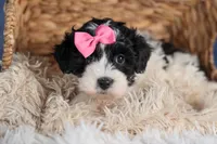 ELLIE, a female Havapoo for sale in Baltic, OH – Photo 10 of 10