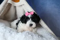 ELLIE, a female Havapoo for sale in Baltic, OH – Photo 2 of 10