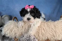 ELLIE, a female Havapoo for sale in Baltic, OH – Photo 5 of 10