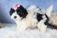 ELLIE, a female Havapoo for sale in Baltic, OH – Photo 4 of 10