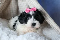 ELLIE, a female Havapoo for sale in Baltic, OH – Photo 3 of 10