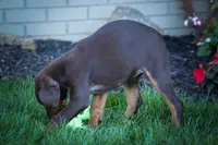PENNY, a female Doberman Pinscher for sale in Baltic, OH – 6 of 9