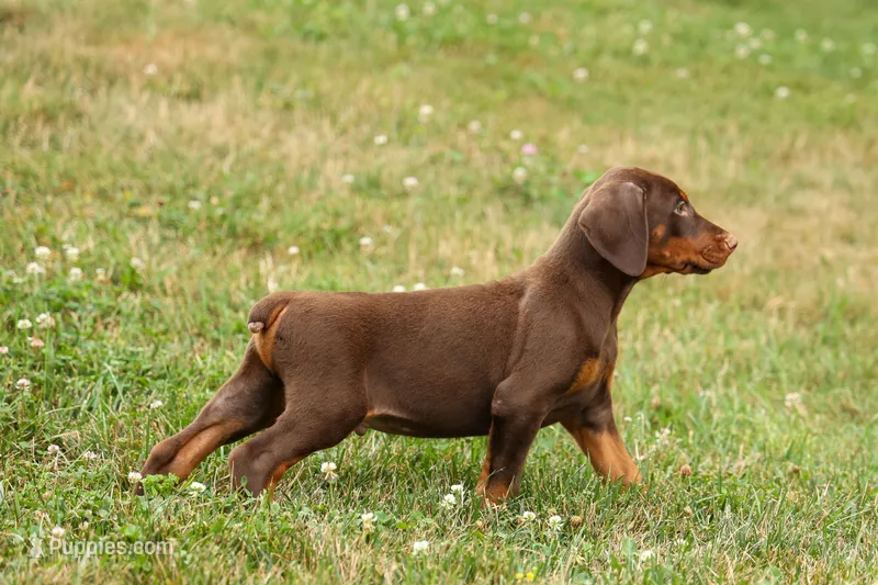 DASHER – Doberman Pinscher puppy for sale in Baltic, OH
