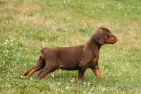DASHER, a male Doberman Pinscher for sale in Baltic, OH – 1 of 10