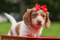 OSCAR, a male Miniature Dachshund for sale in Baltic, OH – 4 of 10