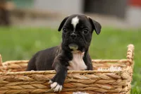 BAILEY, a male Frenchton for sale in Baltic, OH – 4 of 9