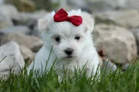 MURPHY, a male Maltese for sale in Baltic, OH – 2 of 10