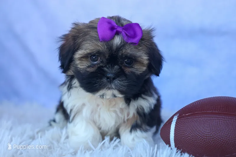 SADIE – Shih Tzu puppy for sale in Baltic, OH