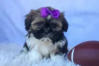 SADIE, a female Shih Tzu for sale in Baltic, OH – 1 of 10