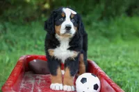 SADIE, a female Bernese Mountain Dog for sale in Baltic, OH – 5 of 10