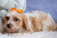 ROMEO, a male Cavachon for sale in Baltic, OH – 2 of 10