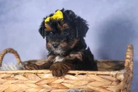 JUDY, a female Yorkipoo for sale in Baltic, OH – Photo 10 of 10
