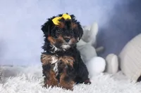 JUDY, a female Yorkipoo for sale in Baltic, OH – Photo 3 of 10