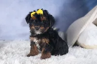 JUDY, a female Yorkipoo for sale in Baltic, OH – Photo 1 of 10