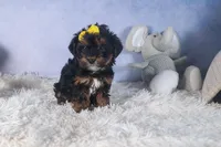 JUDY, a female Yorkipoo for sale in Baltic, OH – Photo 9 of 10