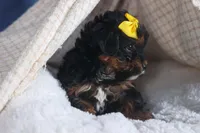 JUDY, a female Yorkipoo for sale in Baltic, OH – Photo 7 of 10