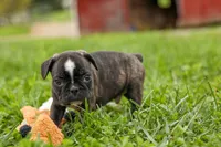 BAILEY, a male Frenchton for sale in Baltic, OH – 8 of 9