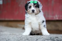 LANDON, a male Miniature American Shepherd for sale in Baltic, OH – 9 of 10