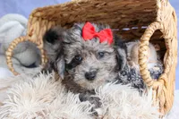 NORMAN, a male Bichpoo for sale in Baltic, OH – 4 of 9