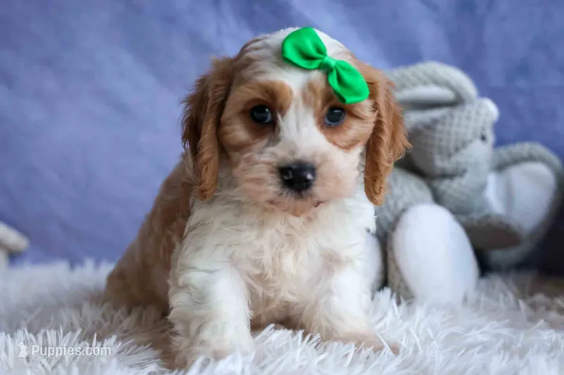 RANDY – Cavachon puppy for sale in Baltic, OH