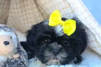 SASHA, a female Shih Tzu for sale in Baltic, OH – 6 of 10