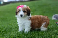 NALA, a female Pembroke Welsh Corgi and Poodle - Miniature  for sale in Baltic, OH – 7 of 10