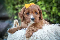 MAXY, a male Cavapoo for sale in Baltic, OH – 5 of 10