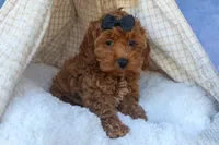 ROMEO, a male Cavapoo for sale in Baltic, OH – 4 of 10