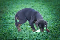 PENNY, a female Doberman Pinscher for sale in Baltic, OH – 5 of 9