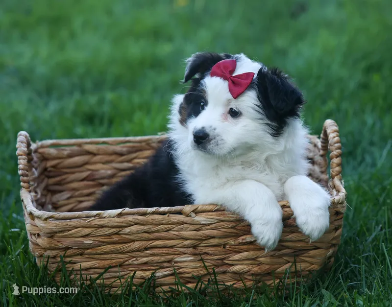 MINNIE – Miniature American Shepherd puppy for sale in Baltic, OH