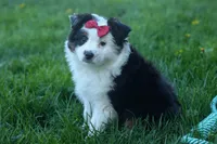MINNIE, a female Miniature American Shepherd for sale in Baltic, OH – Photo 10 of 10