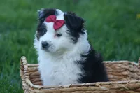MINNIE, a female Miniature American Shepherd for sale in Baltic, OH – Photo 7 of 10
