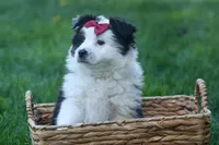 MINNIE, a female Miniature American Shepherd for sale in Baltic, OH – Photo 3 of 10