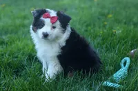 MINNIE, a female Miniature American Shepherd for sale in Baltic, OH – Photo 8 of 10