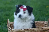 MINNIE, a female Miniature American Shepherd for sale in Baltic, OH – Photo 4 of 10