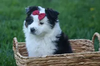 MINNIE, a female Miniature American Shepherd for sale in Baltic, OH – Photo 6 of 10